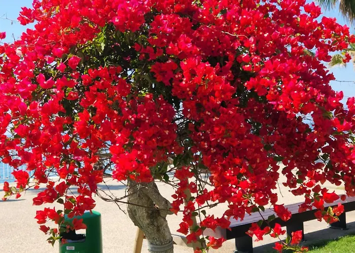 Kuk * Antalya
